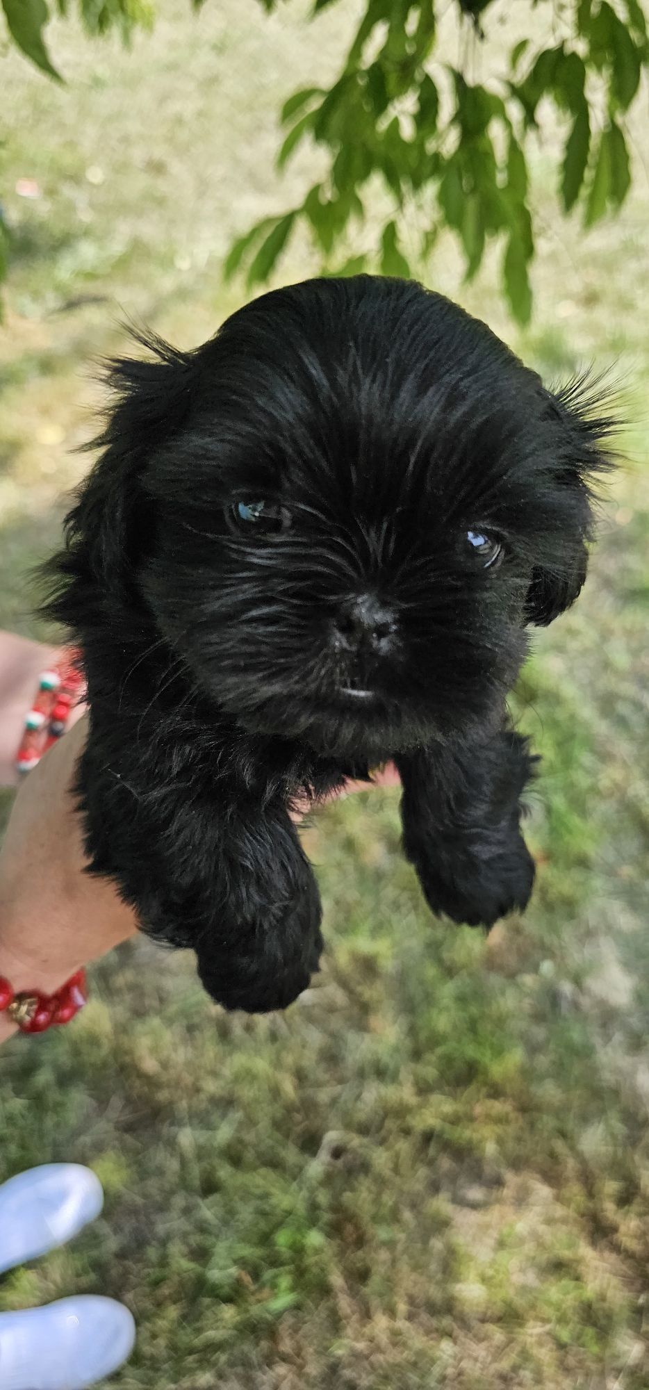 Shih Tzu Suczka z Genem Czekoladowym
