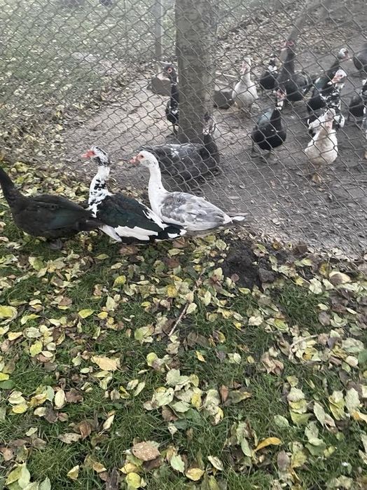 Продам качки шипуни мулати