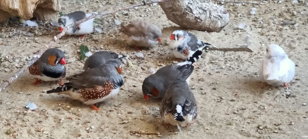 Zeberki, amadyna zebrowata