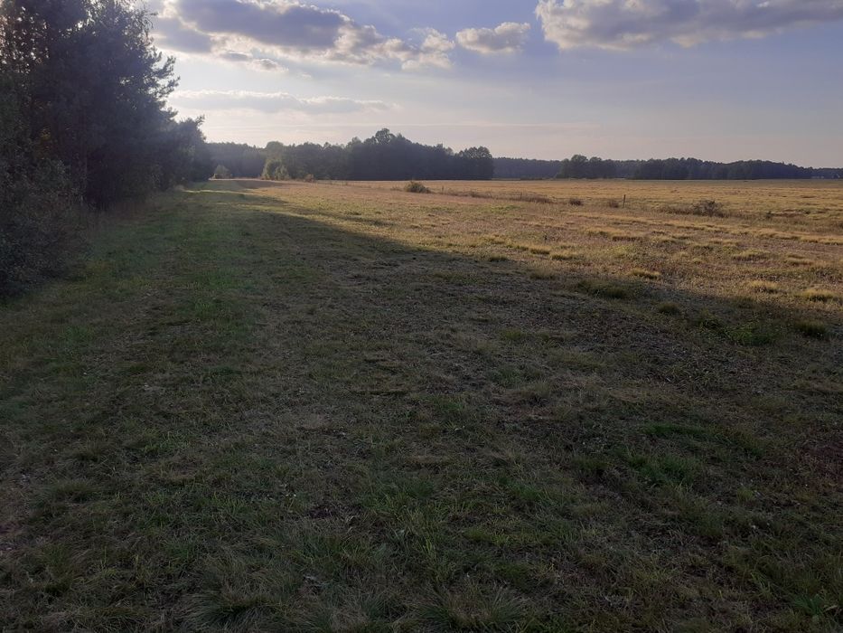 Wydzierżawię działkę 40000 m2