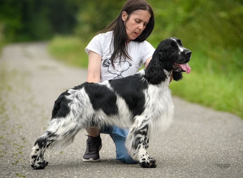 Springer spaniel angielski suczka