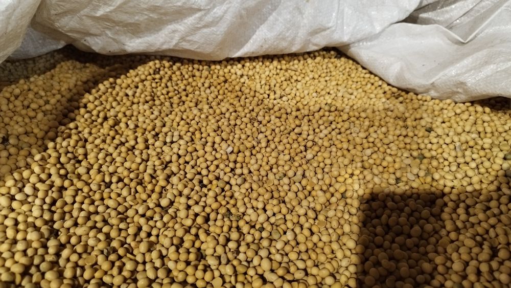 Соя Ватсон ультрарання