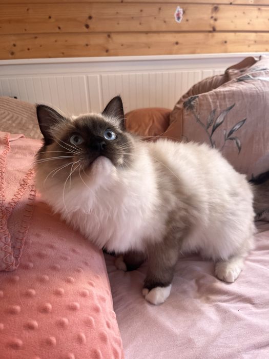Ragdoll puchaty kocur/spokony/miziak bad genetyczne/ prawdziwy rodowod