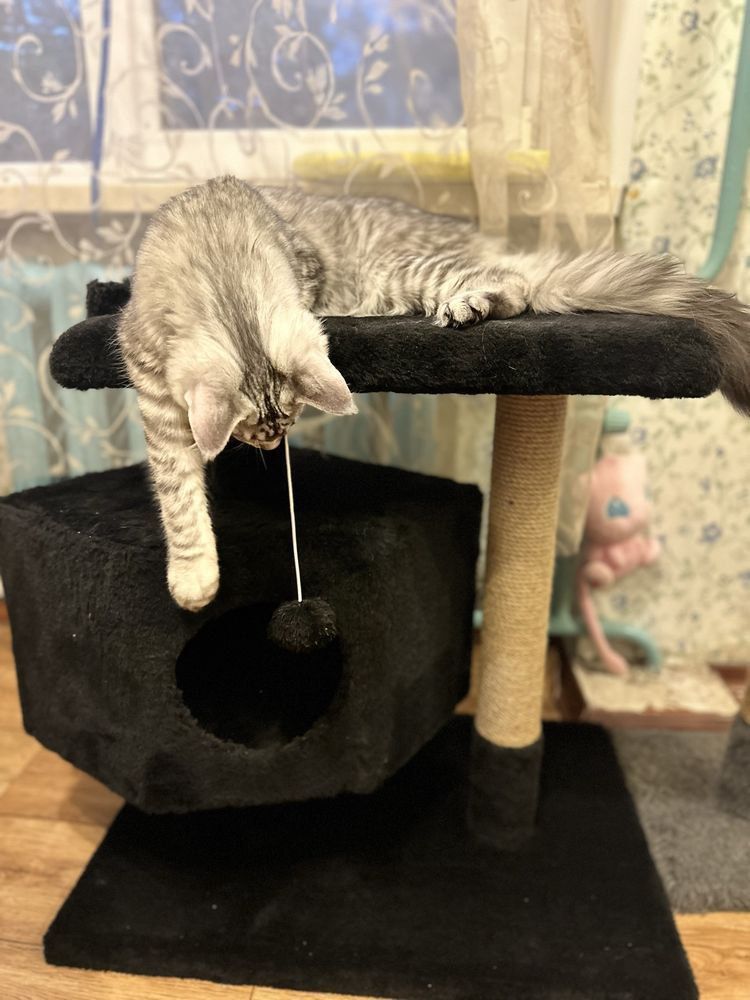Будиночок для котика. Хатинка для кот