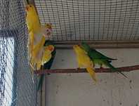 Ringnecks para cedência.