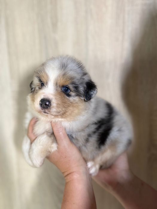 Owczarek australijski chlopiec blue merle aussie