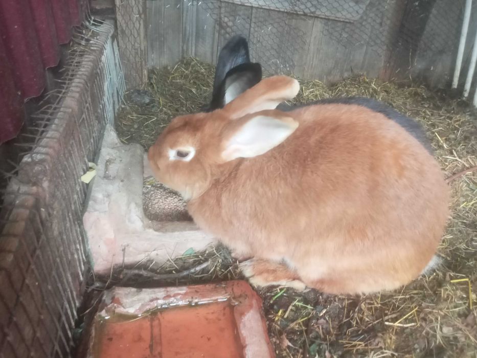 Кролики продаю Сільське господарство