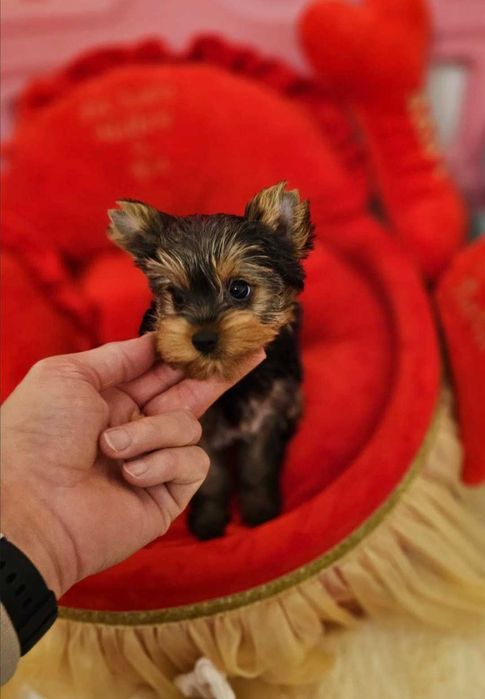 Yorkshire Terrier Macho