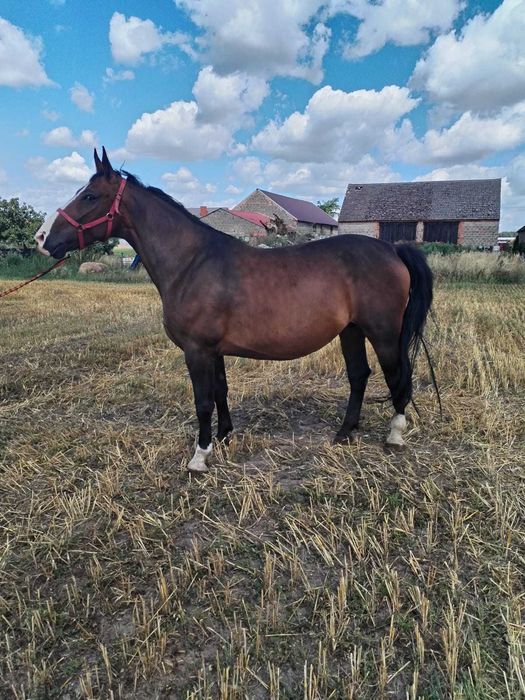 Sprzedam konia rasy śląskiej