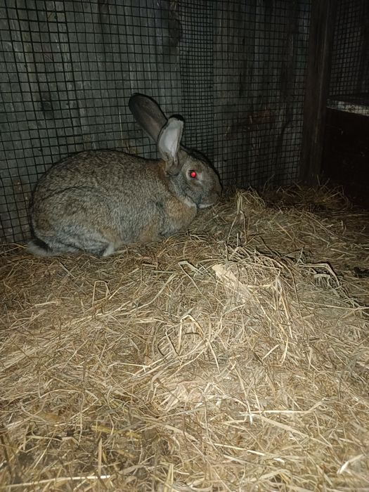 Królik samiec  z 2025r