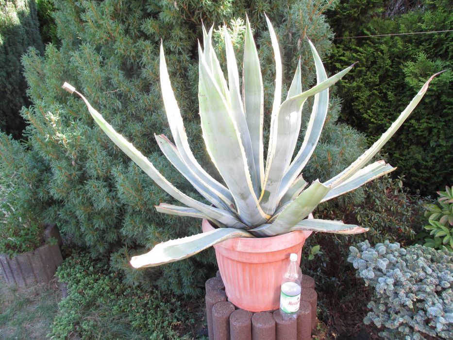 Ponad 3o-letnia dwukolorowa agawa - Agave americana marginata aurera