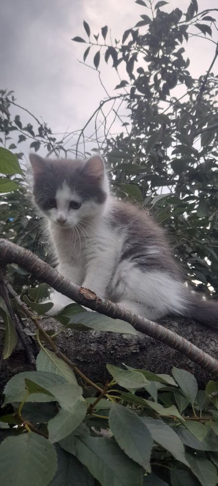 Віддам котика хлопчик