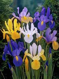 Ірис Голландія, Тигридія та хінодокса-неймовірно красиві квіти