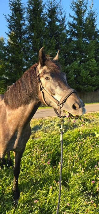 wałach 6 lat rekreacja, tereny
