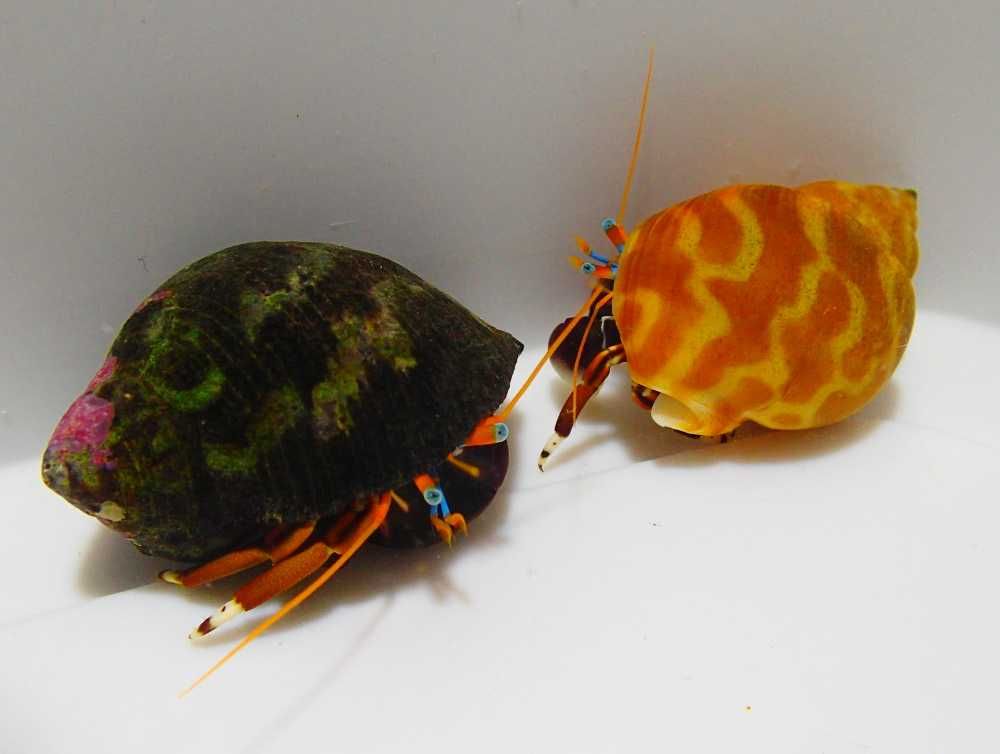 Calcinus laevimanus - krab pustelnik