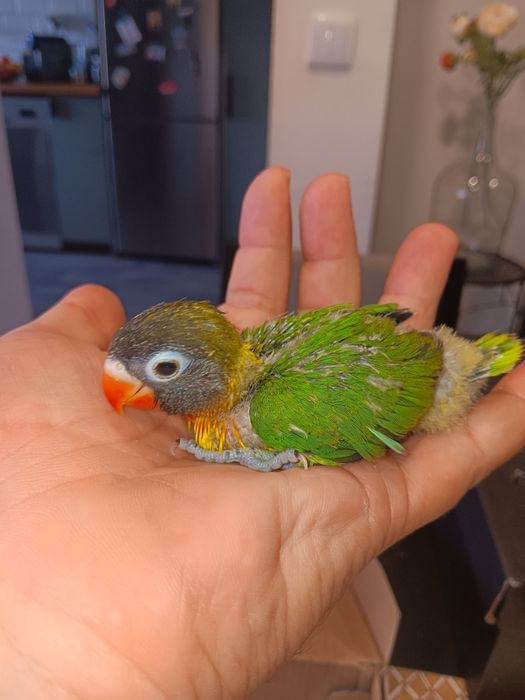 Personatas criados a mão