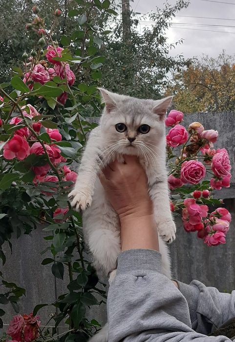 Британские шиншиллы, котик и кошечка.