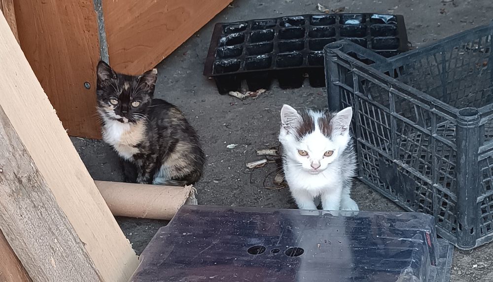 Котята, порода Английская Бурмила с Сельским котом.