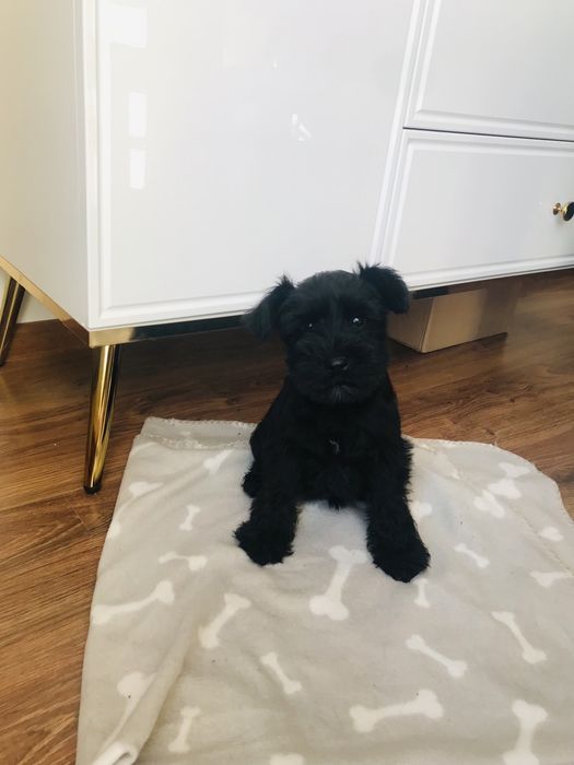 Sznaucer miniaturowy