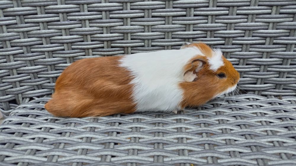 Świnki świnka morska