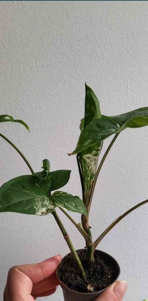 Syngonium Albo Variegata