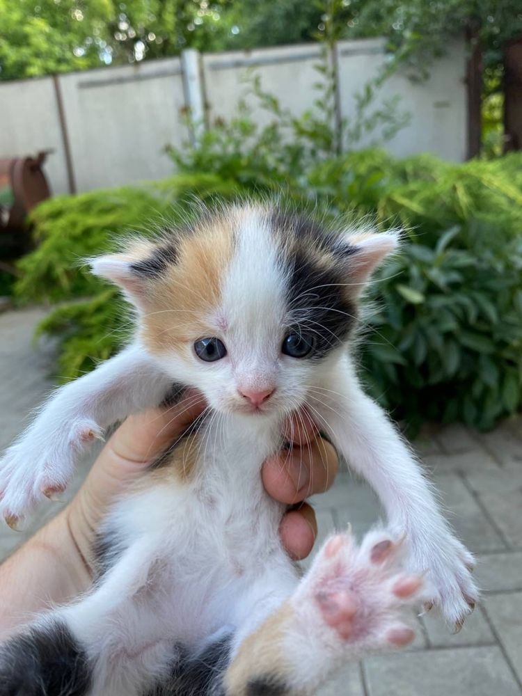 П’ятеро чудових кошенят шукають новий дiм