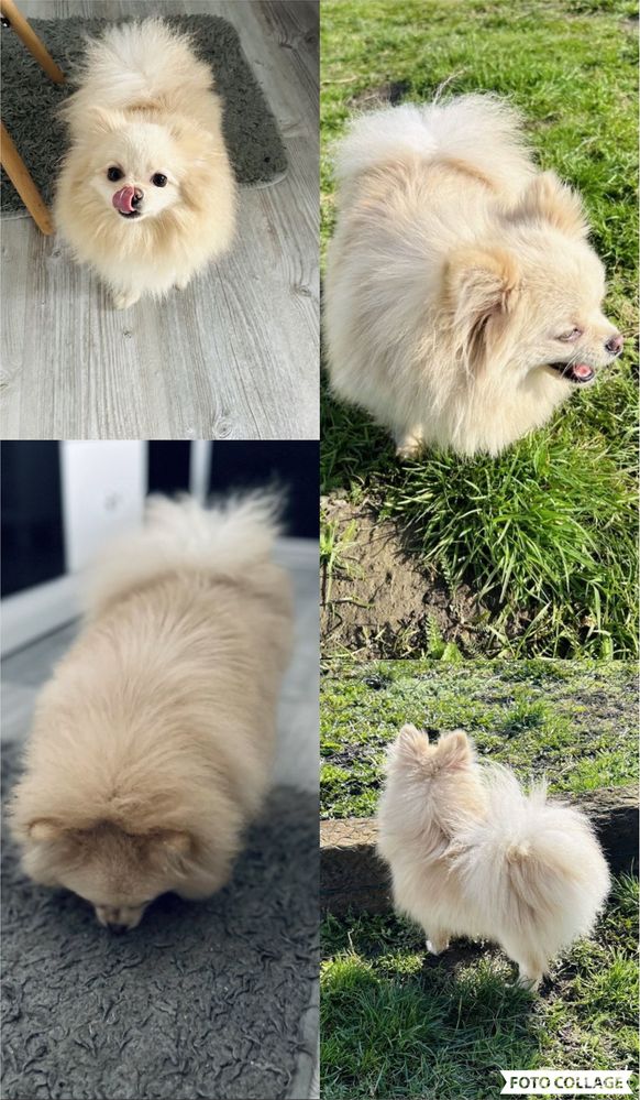 **Chico** szpic miniaturowy, pomeranian, malutki piesek