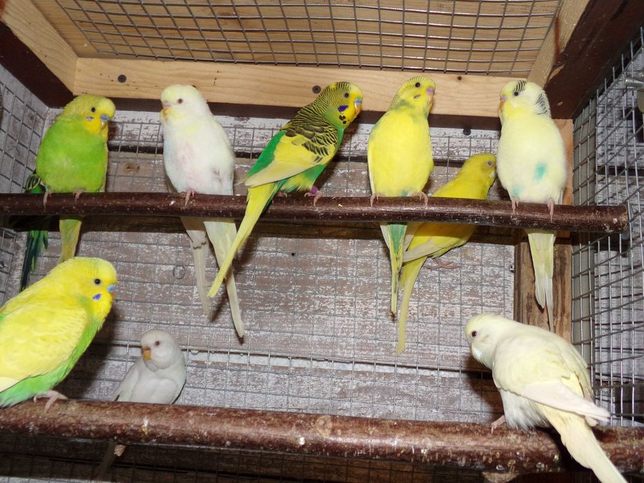 Papugi papużki faliste MŁODE 2023 WARSZAWA