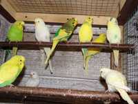 Papugi papużki faliste MŁODE 2024 WARSZAWA