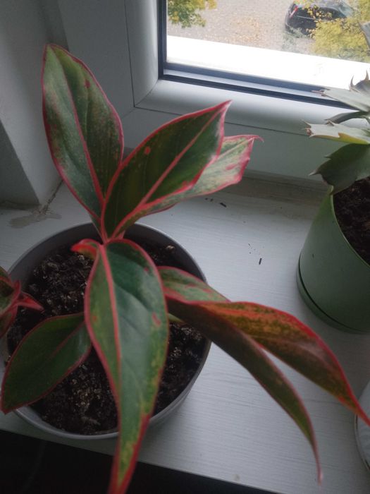 Kwiat Aglaonema 6cm