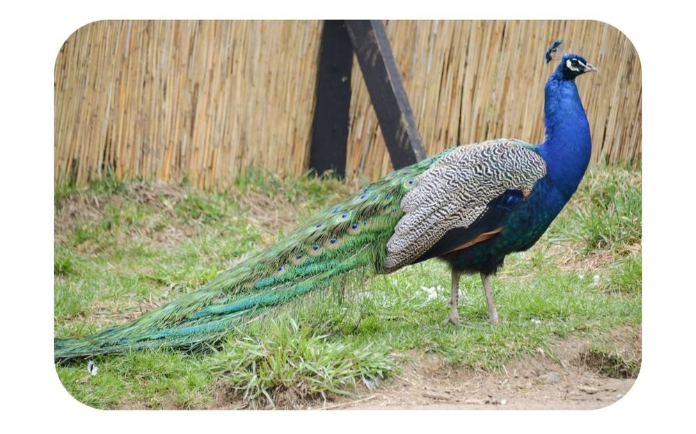 Paw indyjski samce i samice