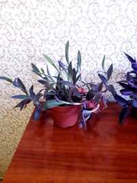 Комнатние цветы в наличие  2 вазона ,Траденсканция пурпурная(Сеткерази
