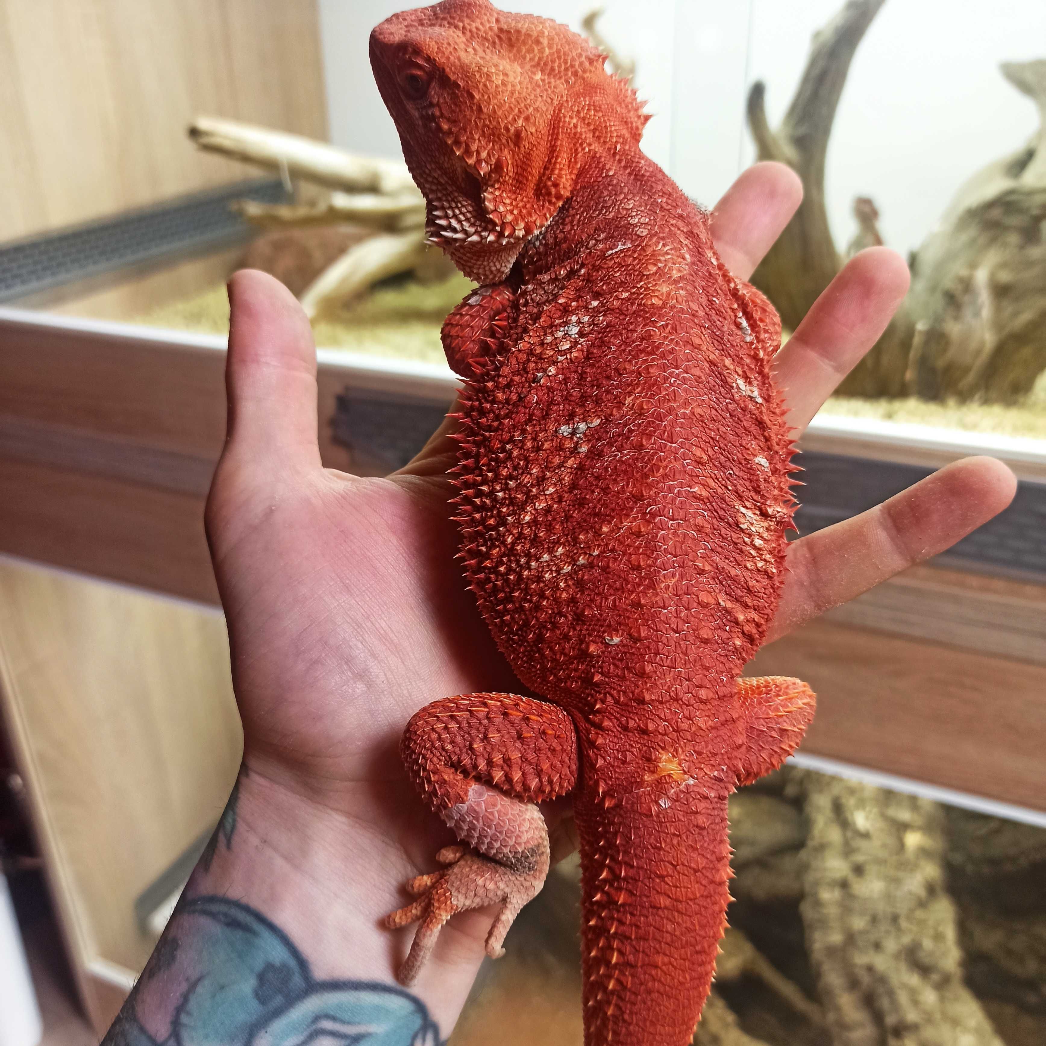 Agama Brodata Red Extreme blue bar