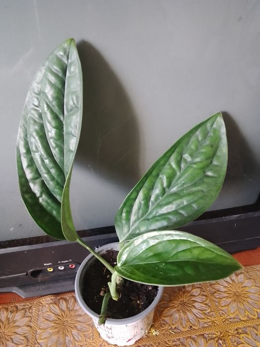 Фатсія,Спатіфілум крисивої варієгатності і інші рослини.і