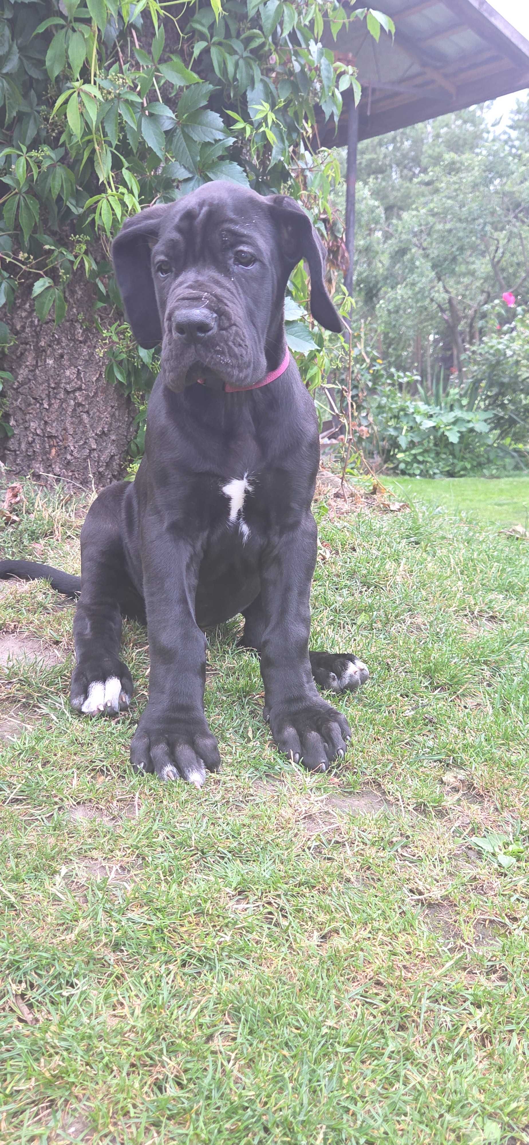 Suczka Dog Niemiecki