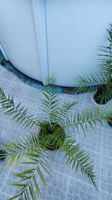 Vende-se Palmeiras em vaso