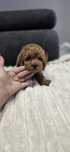 Maltipoo f1b piesek red-brown