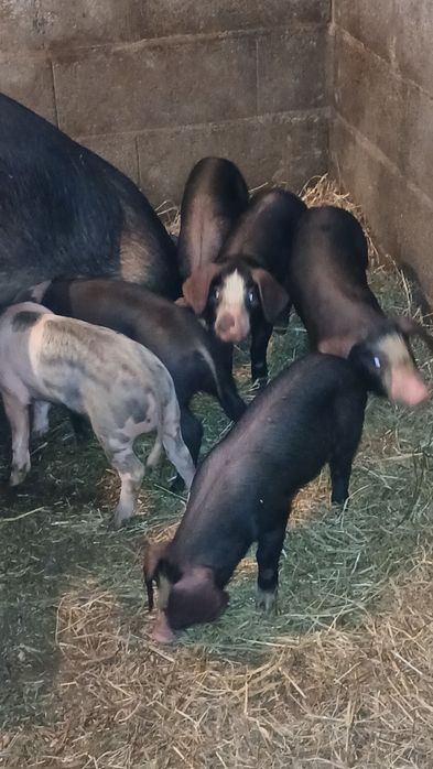 Leitões para assar  ou criar