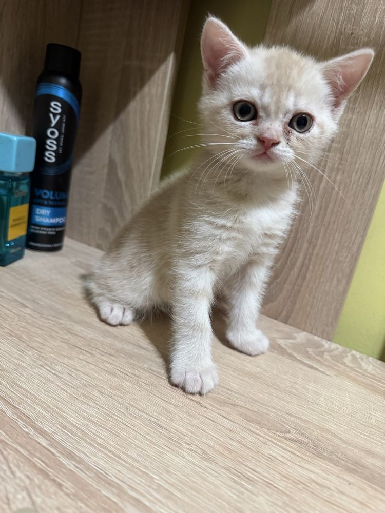 Котики британські короткошерстні
