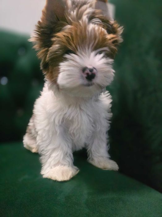 Yorkshire terrier Blueberry  dziewczynka.
