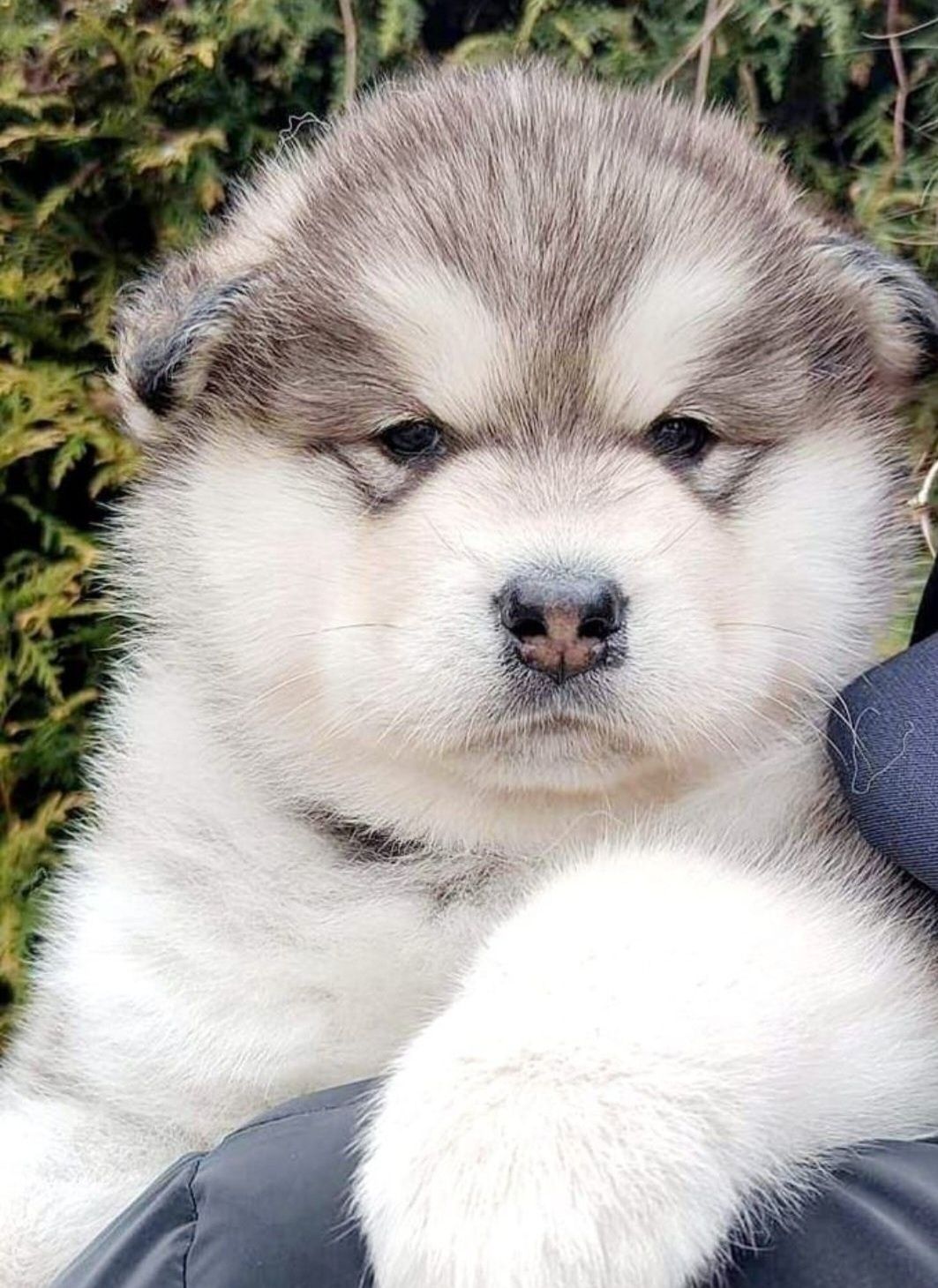 Alaskan Malamute odbiór listopad 2025