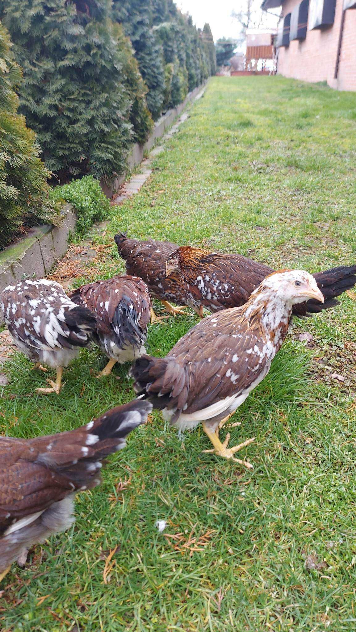 Kury Dominant Tricolor Wysyłka