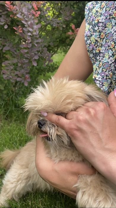 В'язка мини шит цу мальчик