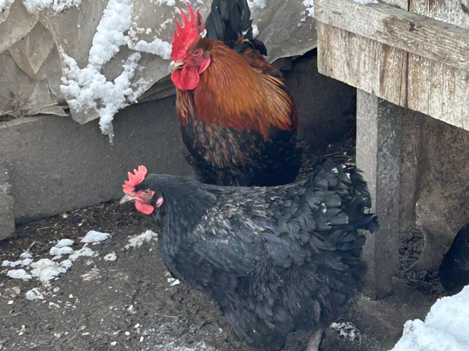 Продам півня породи маран червоно - мідний