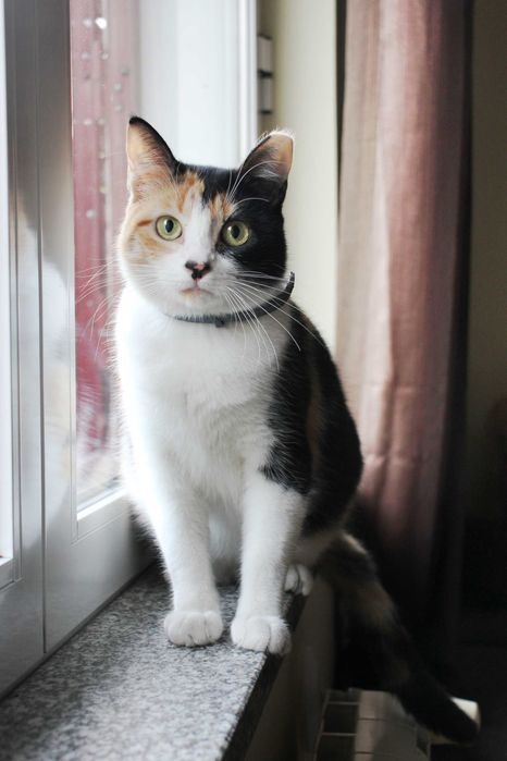 ESTERILIZADA | Gata jovem disponível para adoção responsável