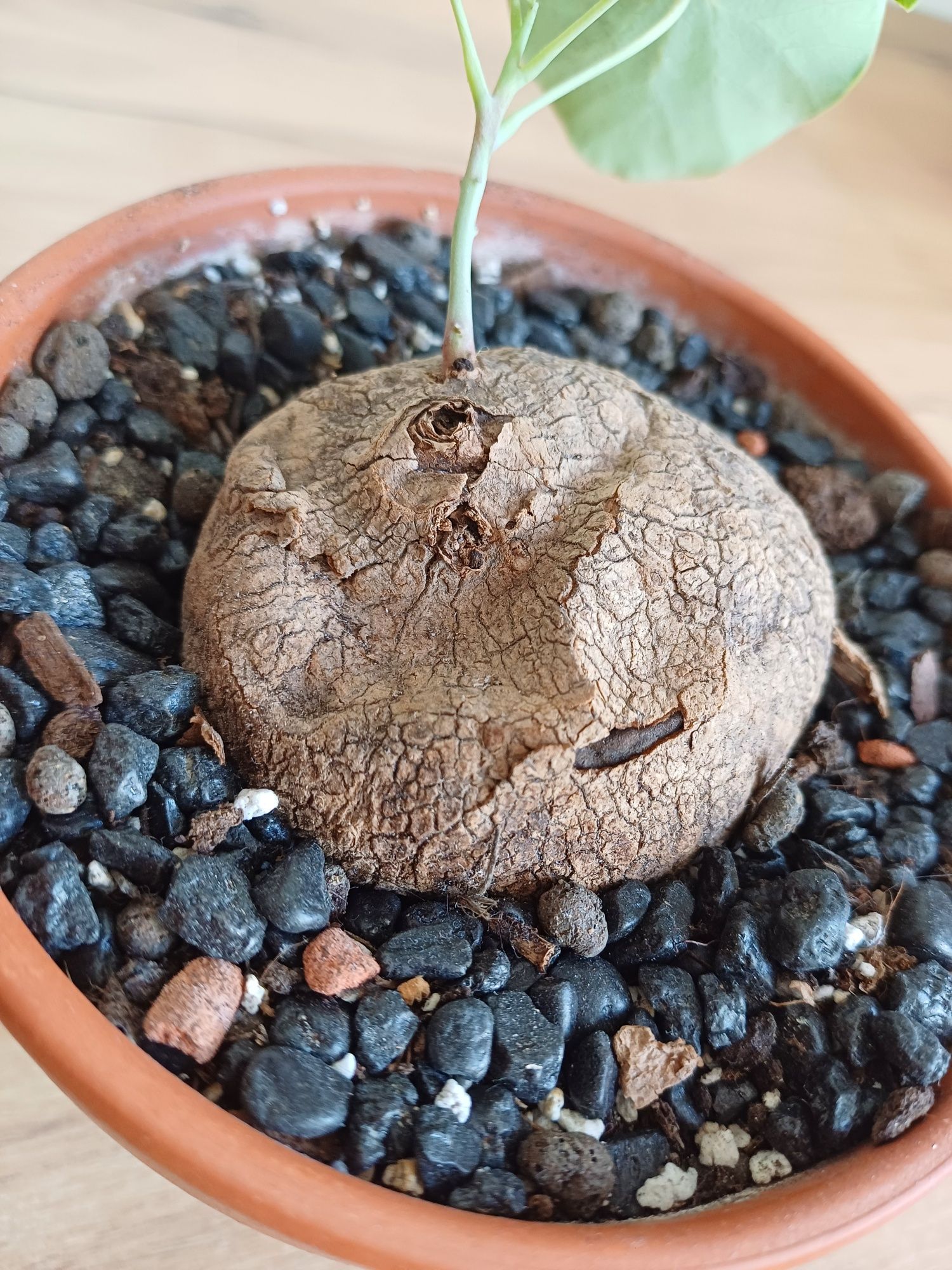 Stephania erecta