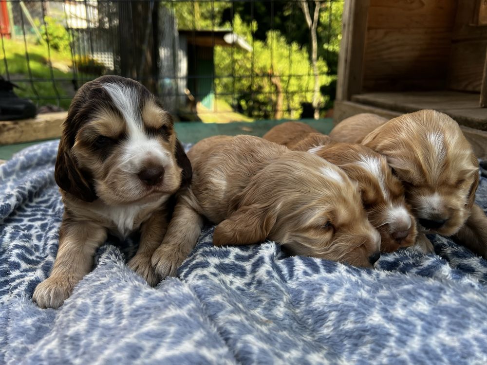 Piesek Cocker Spaniel angielski czekoladowy