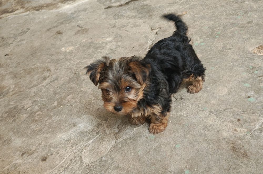Yorkshire terrier miniatura  macho puro