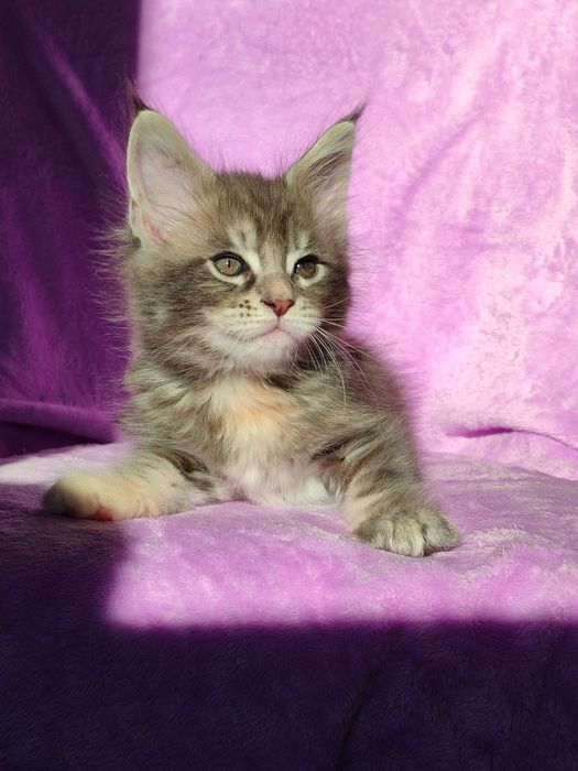 Кошенята породи Мейн-кун