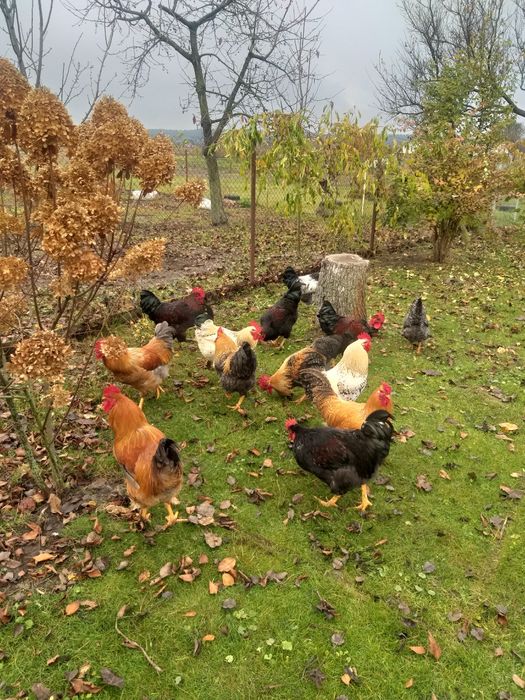 Продам домашніх півнів,9 місяців